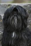 LHASSA APSO 211